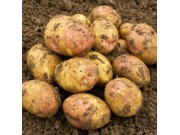 King Edward Seed Potatoes (Maincrop - 1 kg)